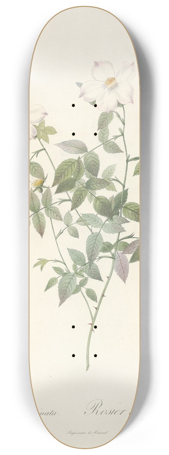 Pierre Joseph Redout - Rosa Indica Acuminata 8.25 inch art skate deck