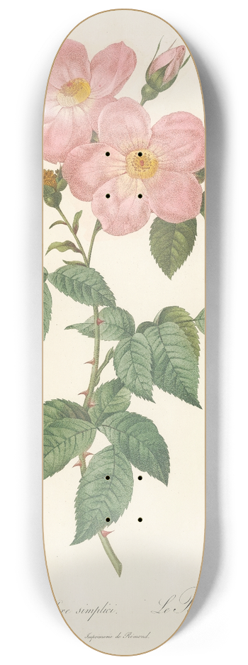 Pierre Joseph Redout - Rosa Indica Fragrans Flore Simplici 8.25 inch art skate deck