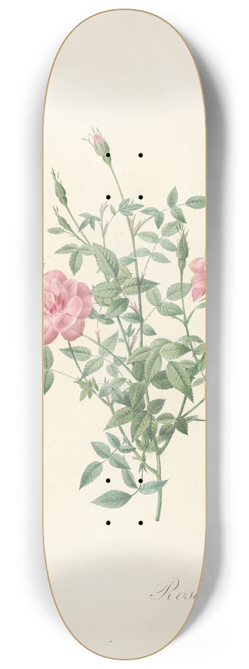 Pierre Joseph Redout - Rosa Indica Pumila 8.25 inch art skate deck