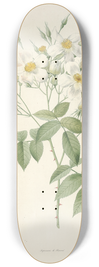 Pierre Joseph Redout - Rosa Moschata 8.25 inch art skate deck