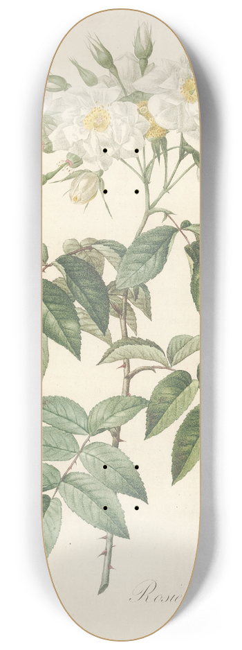 Pierre Joseph Redout - Rosa Moschata Flore Semi-Pleno 8.25 inch art skate deck