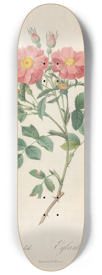 Pierre Joseph Redout - Rosa Rubiginosa Zabeth 8.25 inch art skate deck