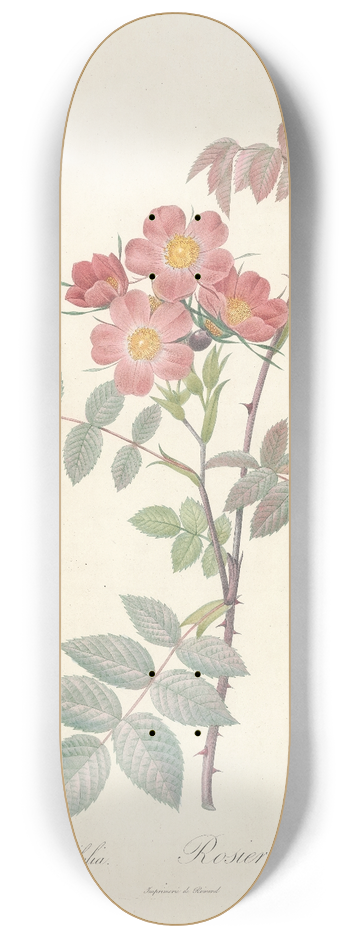 Pierre Joseph Redout - Rosa Rubrifolia 8.25 inch art skate deck