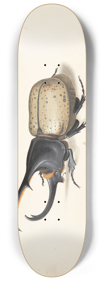 Pieter Holsteijn - En herkulesbille dynastes hercules 8.25 inch art skate deck