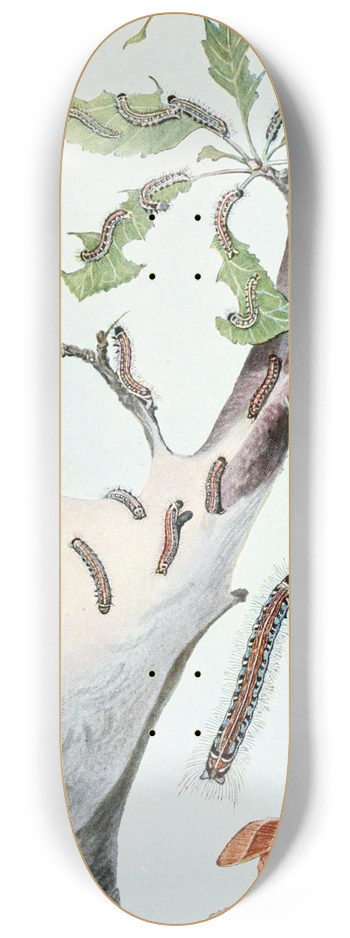 Robert Evans Snodgrass - The Tent Caterpillar 8.25 inch art skate deck