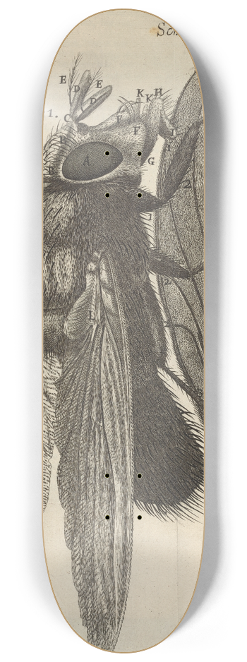 Robert Hooke - Microscopic view of a blue fly 8.25 inch art skate deck