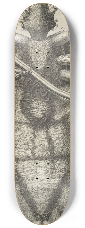 Robert Hooke - Microscopic view of a louse 8.25 inch art skate deck