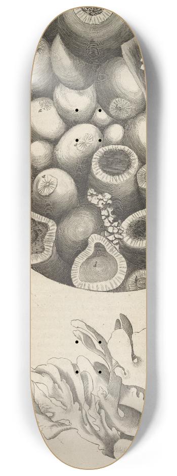 Robert Hooke - Microscopic view of Kettering-stone, sea moss, and sponge 8.25 inch art skate deck