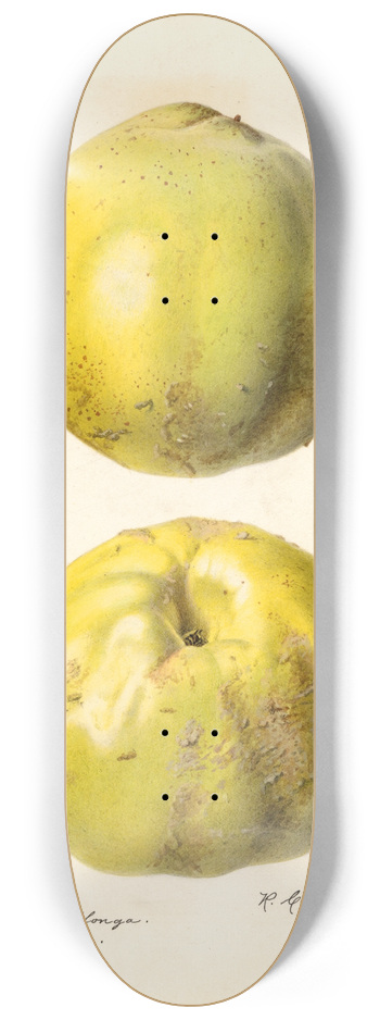 Royal Charles Steadman - Cydonia oblonga: Cydonia oblonga 8.25 inch art skate deck