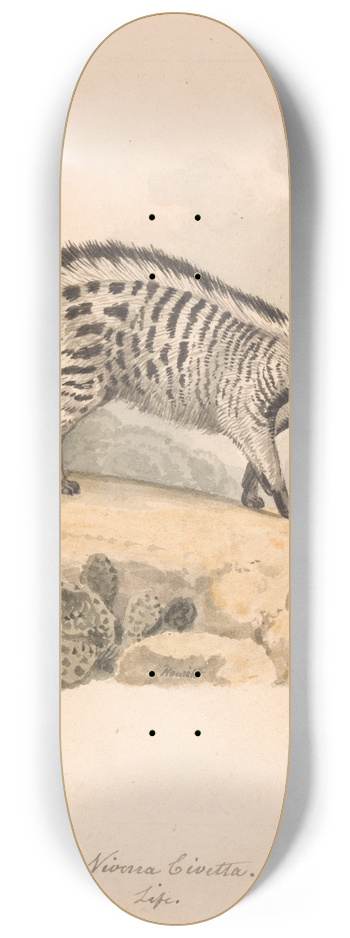 Samuel Howitt - African Civet 8.25 inch art skate deck