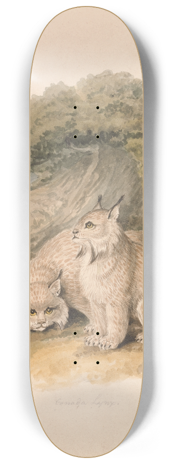 Samuel Howitt - The Canada Lynx from the Life 8.25 inch art skate deck