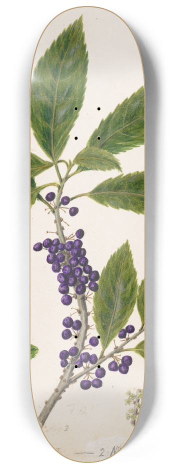 Sarah Featon - Mahoe 8.25 inch art skate deck