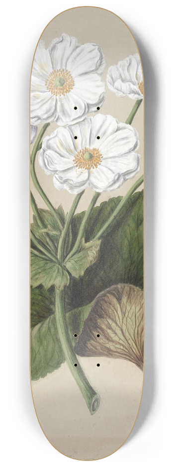 Sarah Featon - The mountain lily 8.25 inch art skate deck