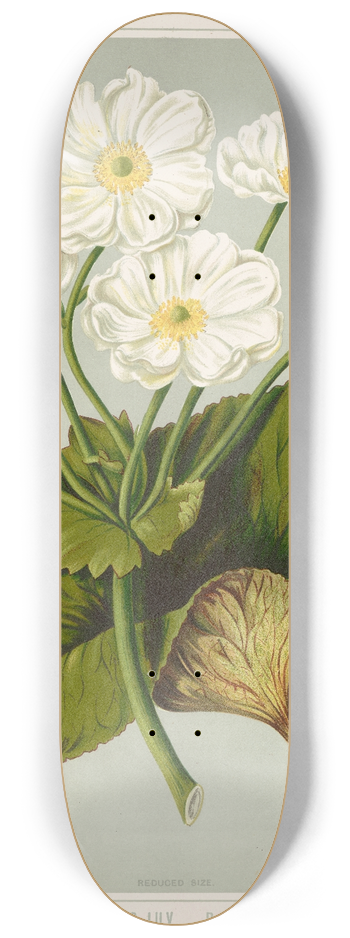 Sarah Featon - The Shepherds Lily.  Ranunculus lyallii. Plate 3 8.25 inch art skate deck