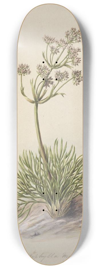 Sarah Featon - Wild Spaniard 8.25 inch art skate deck