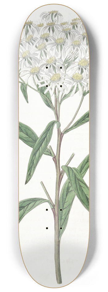 Sydenham Edwards - Almond-leaved Aster 8.25 inch art skate deck