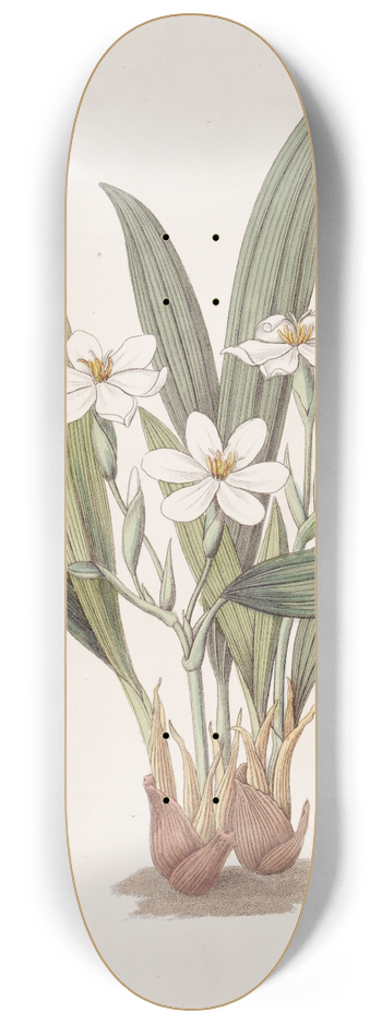 Sydenham Edwards - Anomalous Eleutherine 8.25 inch art skate deck