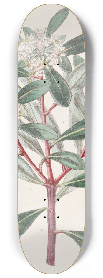 Sydenham Edwards - Aromatic Tasmannia 8.25 inch art skate deck