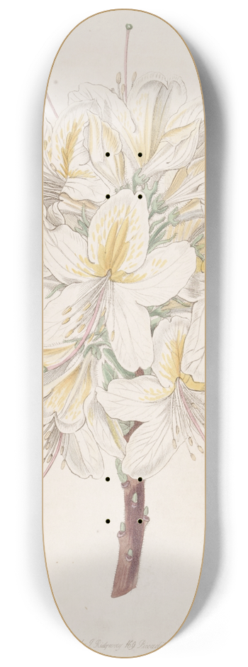 Sydenham Edwards - Azalea Laetitiae 8.25 inch art skate deck