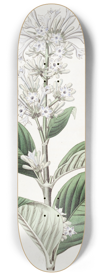 Sydenham Edwards - Azure-flowered Netseed 8.25 inch art skate deck