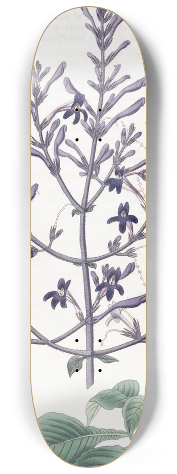 Sydenham Edwards - Beautiful Justicia 8.25 inch art skate deck