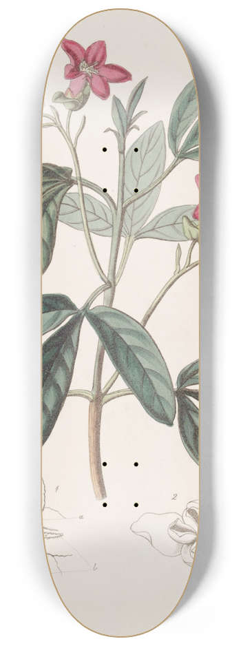 Sydenham Edwards - Beautiful Lemonia 8.25 inch art skate deck