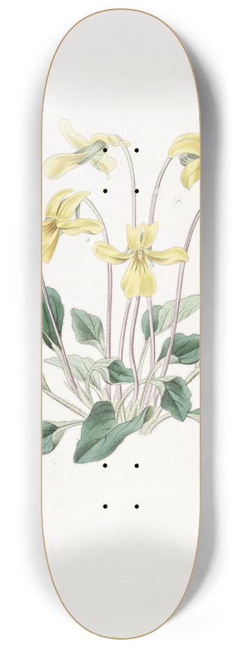 Sydenham Edwards - Bitten-rooted Violet 8.25 inch art skate deck