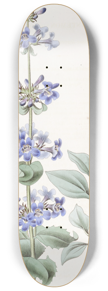 Sydenham Edwards - Blue-leaved Pentstemon 8.25 inch art skate deck