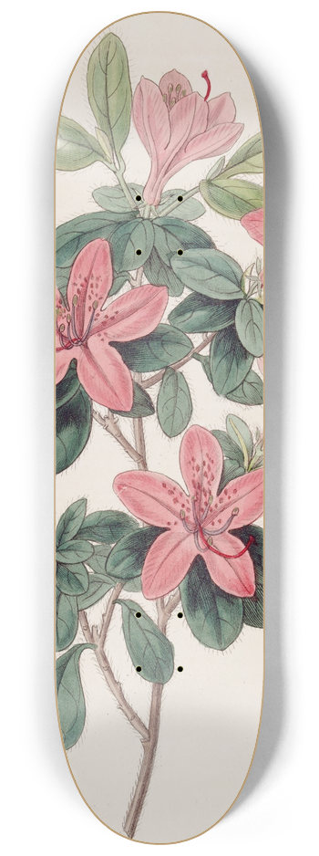 Sydenham Edwards - Blunt-leaved Azalea 8.25 inch art skate deck