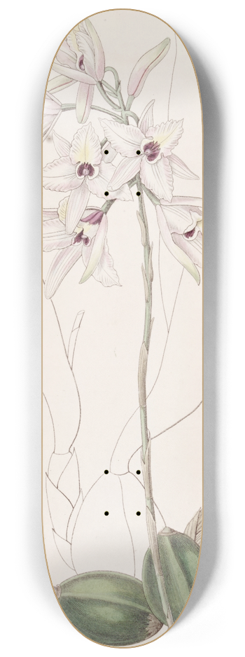 Sydenham Edwards - Blushing Laelia 8.25 inch art skate deck