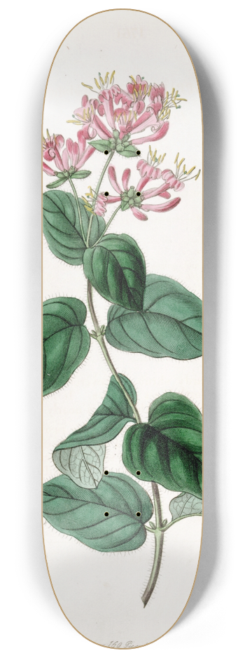 Sydenham Edwards - Bristly Honeysuckle 8.25 inch art skate deck