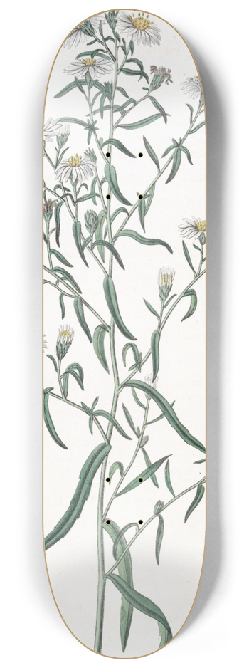 Sydenham Edwards - Brittle Aster 8.25 inch art skate deck