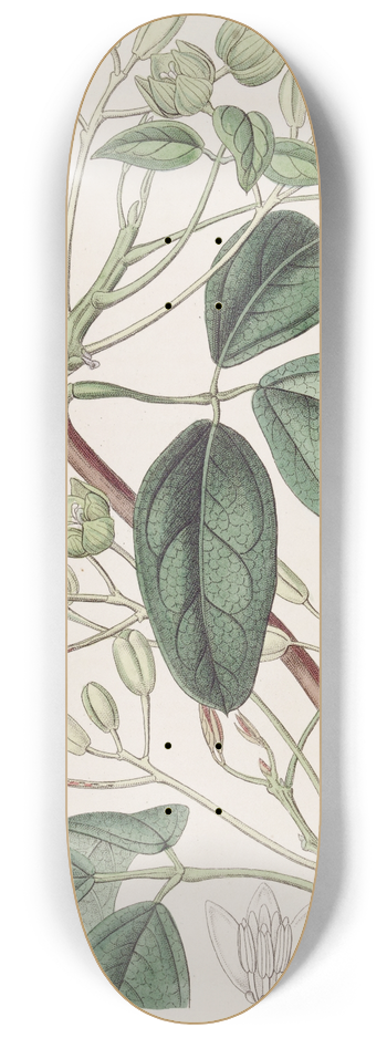 Sydenham Edwards - Broad-leaved Holbollia 8.25 inch art skate deck