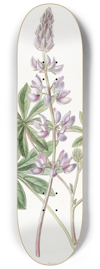 Sydenham Edwards - Broad-leaved lupine 8.25 inch art skate deck