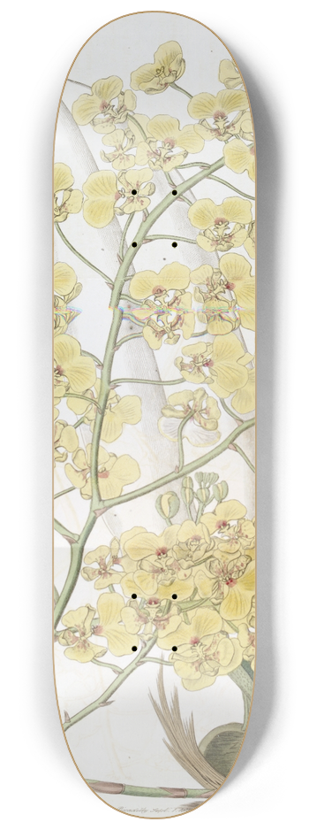 Sydenham Edwards - Broad-lipped Oncidium 8.25 inch art skate deck
