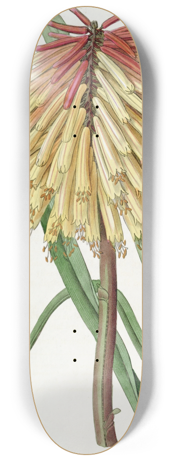 Sydenham Edwards - Burchells Tritoma 8.25 inch art skate deck