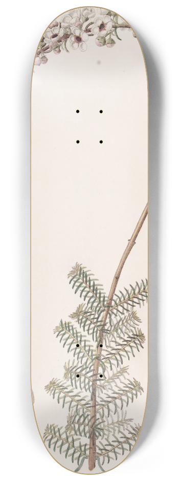 Sydenham Edwards - Camphorwort Babingtonia 8.25 inch art skate deck