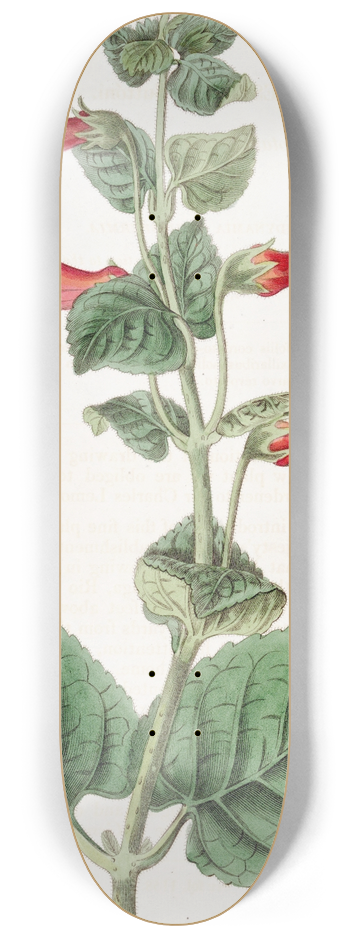 Sydenham Edwards - Captain Suttons Gesnera 8.25 inch art skate deck