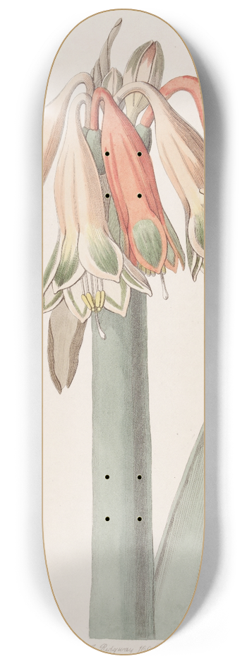 Sydenham Edwards - Changeable Coburgia 8.25 inch art skate deck