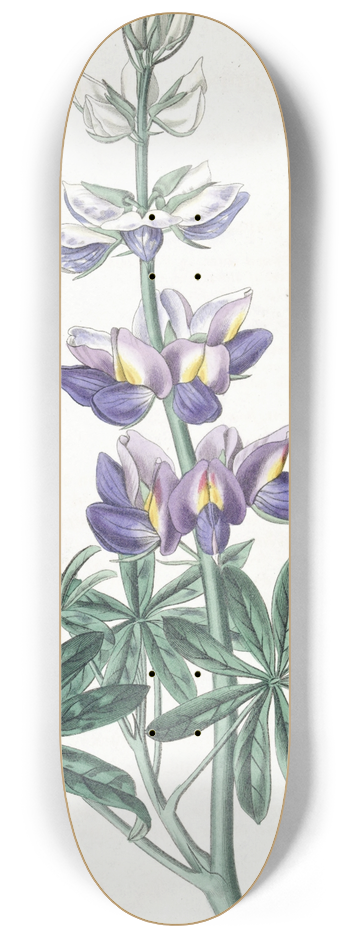 Sydenham Edwards - Changeable Lupine 8.25 inch art skate deck