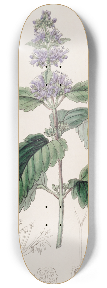 Sydenham Edwards - Chinese Beardwort 8.25 inch art skate deck