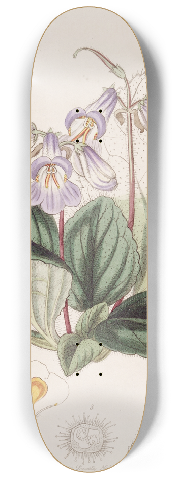 Sydenham Edwards - Chinese Chirita 8.25 inch art skate deck