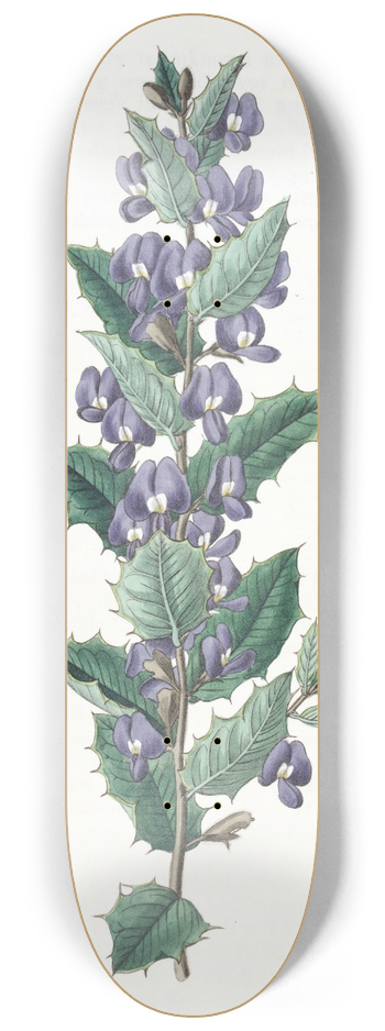Sydenham Edwards - Chorozema-leaved Hovea 8.25 inch art skate deck