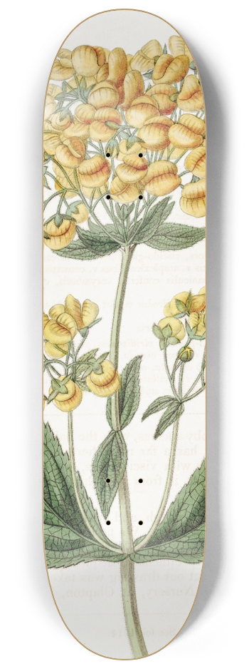 Sydenham Edwards - Clammy Calceolaria 8.25 inch art skate deck