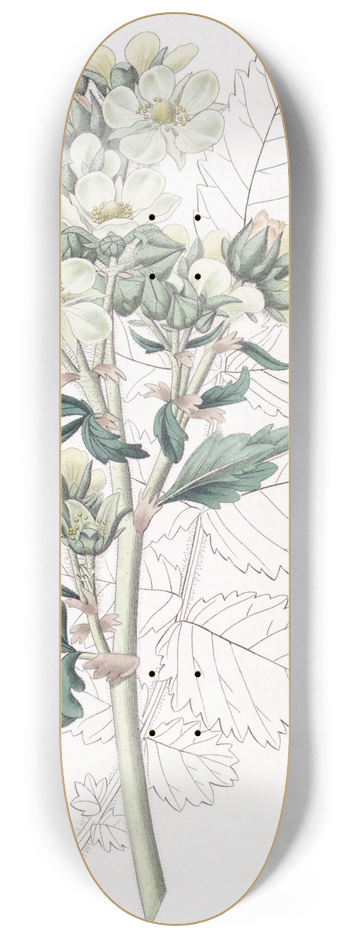 Sydenham Edwards - Close-flowered potentilla 8.25 inch art skate deck
