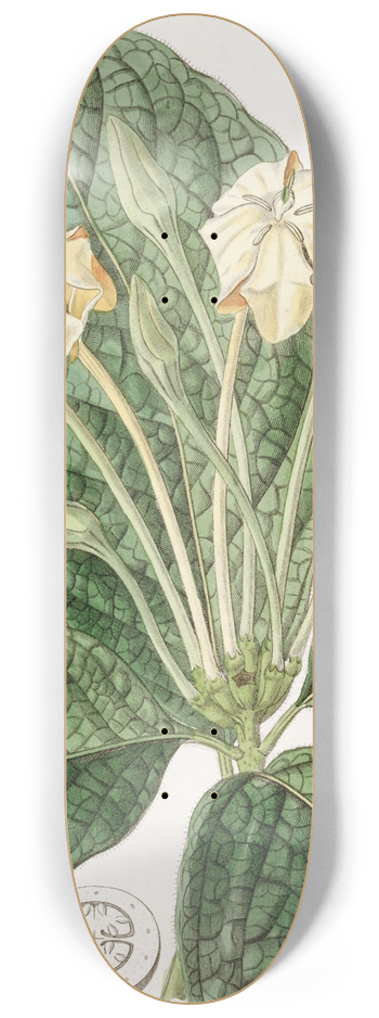Sydenham Edwards - Cloth-leaved Gardenia 8.25 inch art skate deck