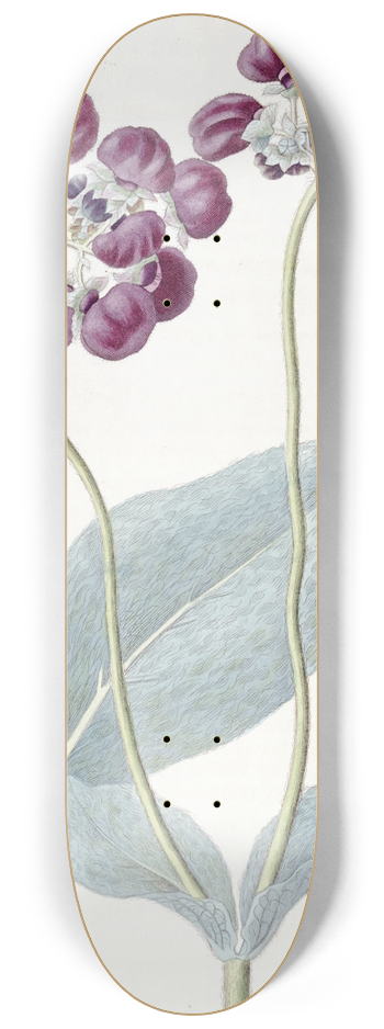 Sydenham Edwards - Cobweb Slipper-wort 8.25 inch art skate deck