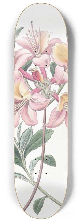 Sydenham Edwards - Copper-coloured Highclere Azalea 8.25 inch art skate deck