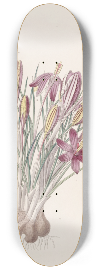 Sydenham Edwards - Corsican Crocus 8.25 inch art skate deck