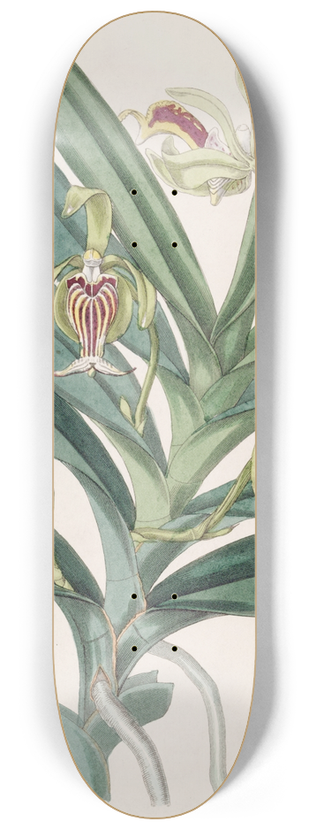 Sydenham Edwards - Crested Vanda 8.25 inch art skate deck